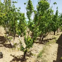 زمین باغچه 800 متری