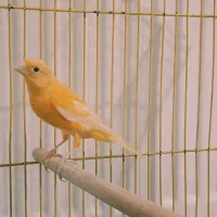 قناری نر