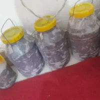 خرمای چنگالی|حراج|سیب و سوران, |دیوار