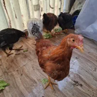 خروس|حیوانات مزرعه|تهران, شهید فکوری|دیوار