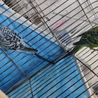 مرغ عشق|پرنده|شیراز, بریجستون|دیوار