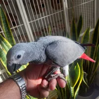 جوجه کاسکو دم قرمز