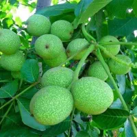 نهال گردو شیلی|خدمات باغبانی و درختکاری|قیدار, |دیوار