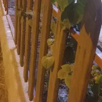 باغچه