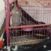 فروش پرنده عروس هلندی سرحال