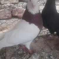 کبوتررنگی|پرنده|آباده, |دیوار