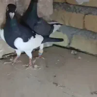 کفترپلاکی مسافتی  یهودی|پرنده|شال, |دیوار