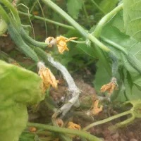 استخدام مهندس کشاورزی