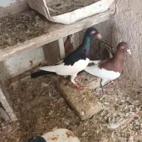 کبوتر یهودی