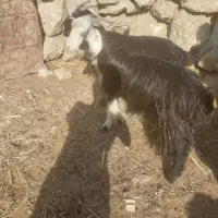 تیشتر بز بیگ|حیوانات مزرعه|مسجد سلیمان, |دیوار