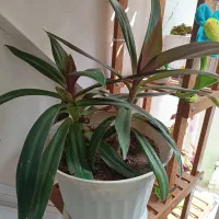 تعدادی گل اپارتمانی زیبا و مقاوم