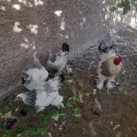 تخم نطفه دار برهما و گلین