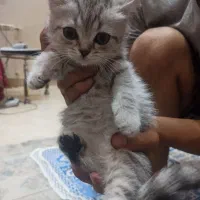 بچه گربه اسکاتیش
