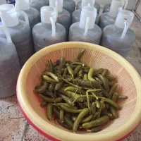فروش عمده و تکی خیارشور ویژه و ممتاز