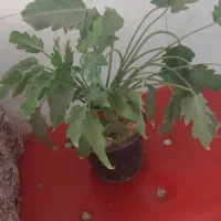 گل برگ انجیری و پتوس|گل و گیاه طبیعی|تهران, افسریه جنوبی|دیوار