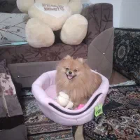 فروش پامر خرسی