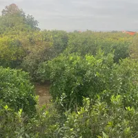 کارگر ماهر خانواده واسه مرغداری