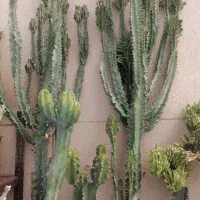 افوربیا عمده و تکی|گل و گیاه طبیعی|شاهرود, |دیوار