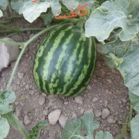 بذر هندونه ناسکو