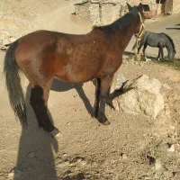 مادیان با کره|اسب و تجهیزات اسب‌سواری|دیواندره, |دیوار