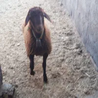 بره ماده|حیوانات مزرعه|شاهین‌شهر, گزبرخوار|دیوار