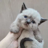 گربه اسکاتیش و بریتیش