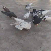 کبوتر پرشی