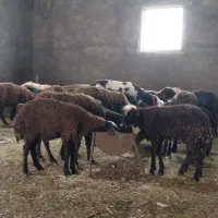 میش و بره افشاری شیشک