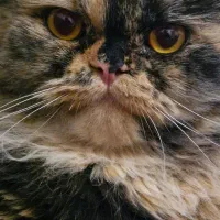 گربه پرشین|گربه|تبریز, |دیوار