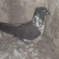 کبوتر قاره ای.سوسگی|پرنده|اردبیل, |دیوار