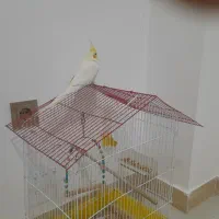 عروس هلندی ماده|پرنده|قروه, |دیوار