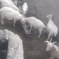 بزعاله سانن آبستن اصل|حیوانات مزرعه|مشهد, باغ فراگرد|دیوار