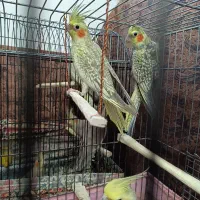 فروش عروس هلندی پنج شیش ماهه|پرنده|تنکابن, |دیوار