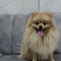 سگ پامرانین نر اصیل