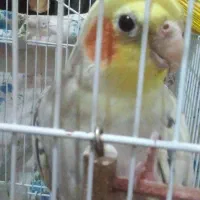 عروس هلندی نر|پرنده|مبارکه, |دیوار