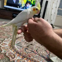 جوجه عروس هلندی