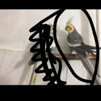 عروس هلندی گمشده سمت کپسول فروشها 600