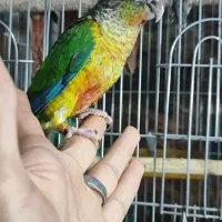راهب های فول دستی و گرینچیک|پرنده|کرج, احدآباد|دیوار