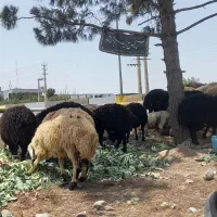 ۵راس میش جوان(گوسفند)