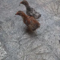 جوجه رسمی