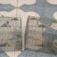 قفس قناری