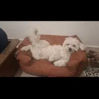 واگذاری پودل تریر