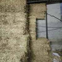 کاه گندم|عمده‌فروشی|کلباد, |دیوار