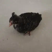 جوجه