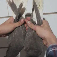 چند جفت شهری و دم سفید کلکسیونی|پرنده|برازجان, |دیوار