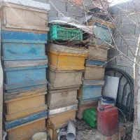 کندو زنبور نو و دسته دو