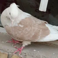 کبوتر رنگی|پرنده|شاهین‌شهر, شهرک گلدیس|دیوار