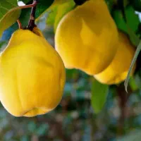 پیشفروش نهال به اونشاب لیبل دار|خدمات باغبانی و درختکاری|ایوان, |دیوار