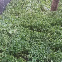 نشا|خدمات باغبانی و درختکاری|نورآباد, |دیوار