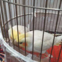 یک جفت عروس هلندی با قفس